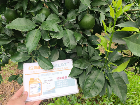 進(jìn)口水溶肥,柑橘種植,翠姆水溶肥 進(jìn)口水溶肥,柑橘種植,翠姆水溶肥