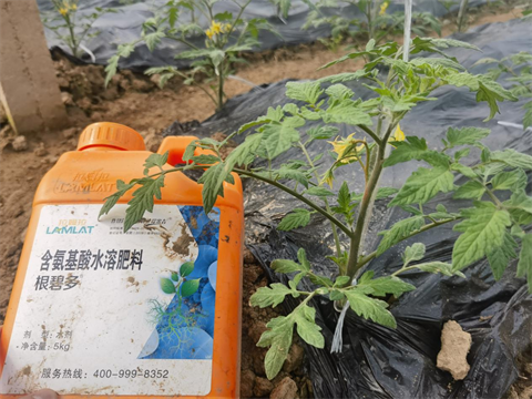 水溶肥品牌,番茄種植,拉姆拉水溶肥