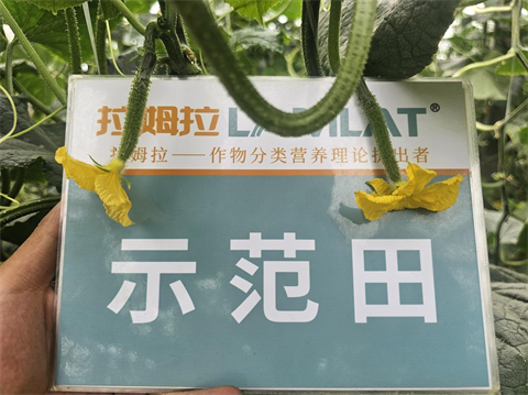 進口水溶肥,黃瓜種植,拉姆拉滴灌級特種肥
