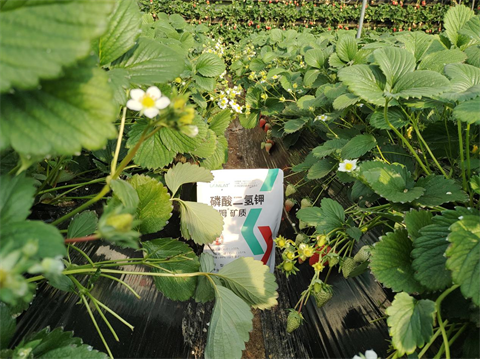 水溶肥廠家,草莓種植,翠姆磷酸二氫鉀