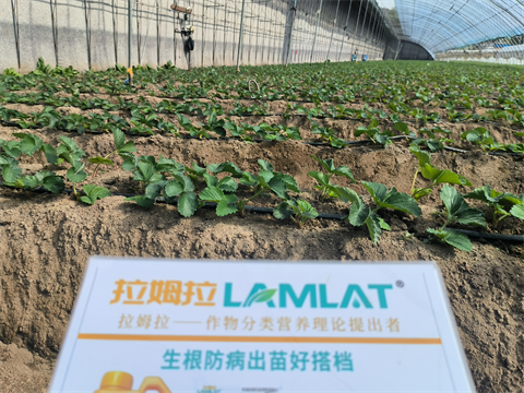 進(jìn)口水溶肥,草莓種植,翠姆水溶肥