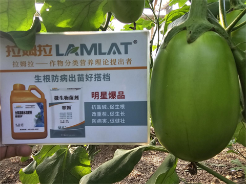 進(jìn)口水溶肥,茄子施肥,翠姆水溶肥