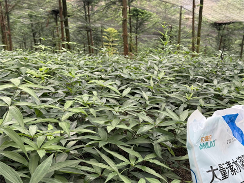 水溶肥品牌,黃精種植,拉姆拉滴灌級(jí)特種肥