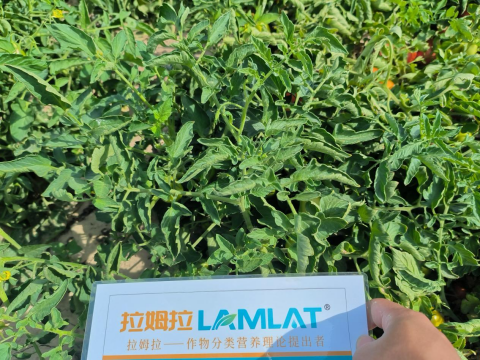 水溶肥品牌,醬番茄種植,拉姆拉滴灌級特種肥