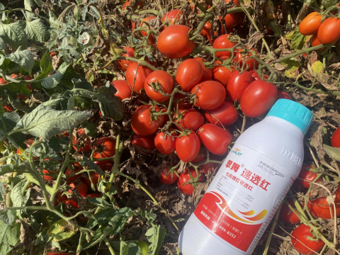 水溶肥品牌,醬番茄種植,拉姆拉滴灌級特種肥