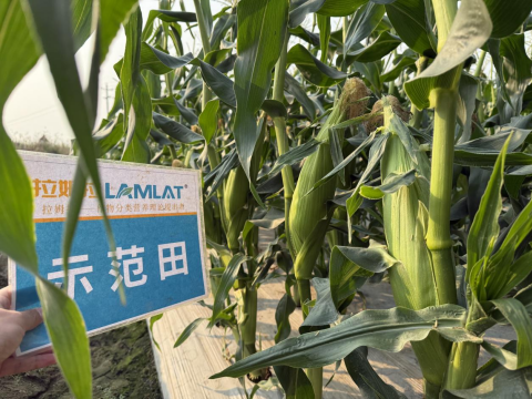 水溶肥廠家,土壤惡化,拉姆拉滴灌級(jí)特種肥