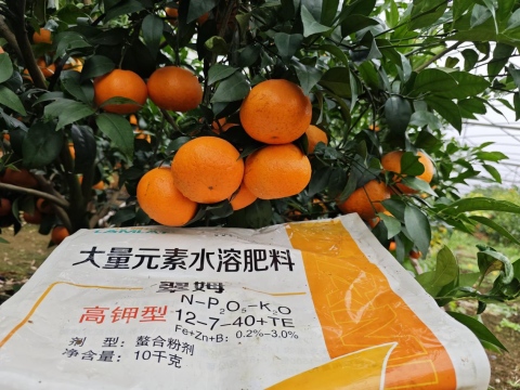 水溶肥品牌,柑橘種植,拉姆拉滴灌級特種肥