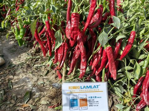 水溶肥廠家,辣椒種植,翠姆水溶肥