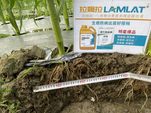 水溶肥廠家,甜脆玉米種植,拉姆拉滴灌級特種肥