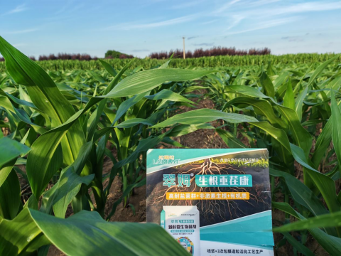 水溶肥廠家,大田種植,拉姆拉滴灌級(jí)特種肥