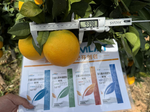 水溶肥,臍橙種植,拉姆拉滴灌級(jí)特種肥