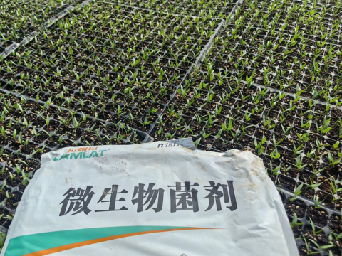 水溶肥廠家,辣椒施肥,翠姆水溶肥