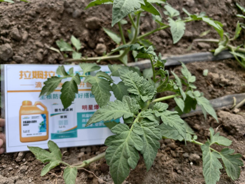 水溶肥,番茄施肥,拉姆拉滴灌級特種肥