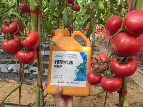 水溶肥,番茄施肥,拉姆拉滴灌級特種肥