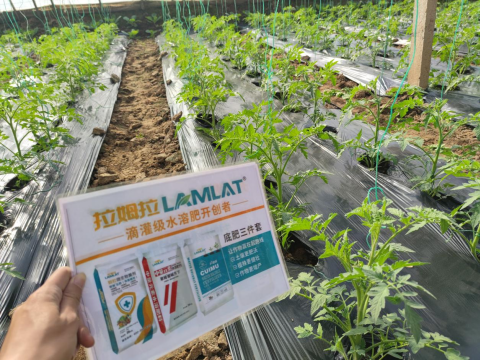 水溶肥,番茄施肥,拉姆拉滴灌級特種肥