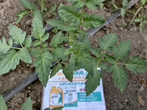 水溶肥,番茄施肥,拉姆拉滴灌級特種肥