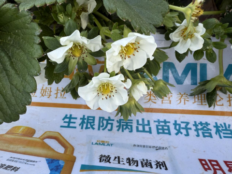水溶肥品牌,草莓施肥,拉姆拉滴灌級(jí)特種肥