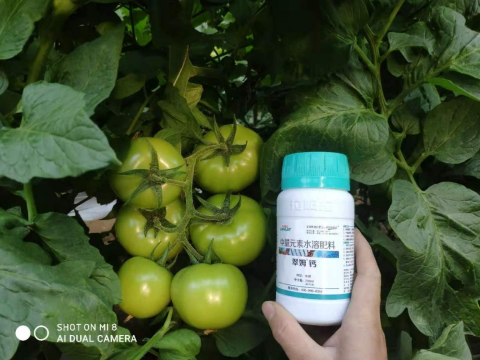 水溶肥,番茄施肥,拉姆拉滴灌級(jí)特種肥