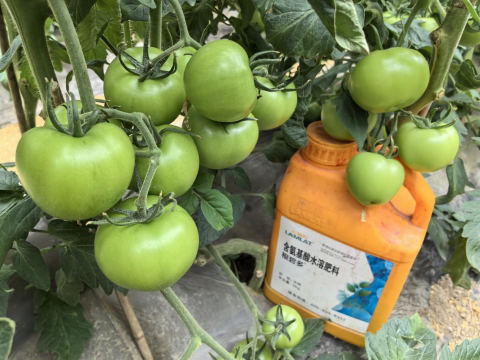 水溶肥,番茄施肥,拉姆拉滴灌級(jí)特種肥