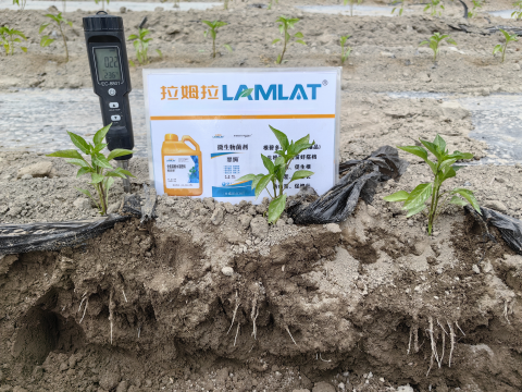 水溶肥廠家,辣椒施肥,拉姆拉滴灌級(jí)特種肥