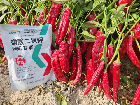 水溶肥廠家,辣椒施肥,拉姆拉滴灌級(jí)特種肥