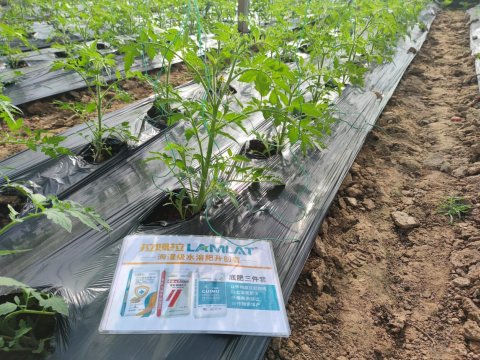 水溶肥,番茄施肥,拉姆拉滴灌級(jí)特種肥