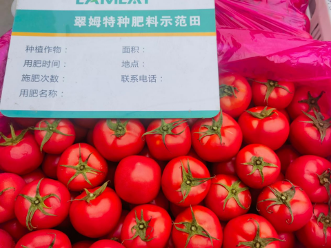 水溶肥,番茄施肥,拉姆拉滴灌級(jí)特種肥