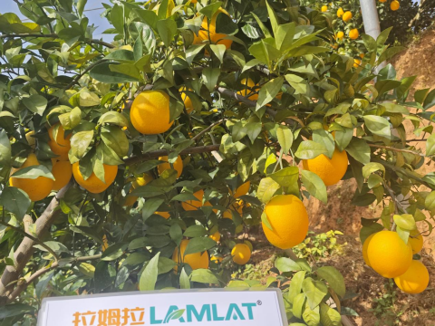 水溶肥,柑橘施肥,拉姆拉滴灌級(jí)特種肥