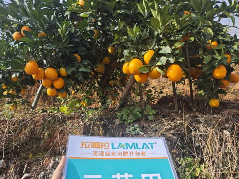 水溶肥,柑橘施肥,拉姆拉滴灌級(jí)特種肥