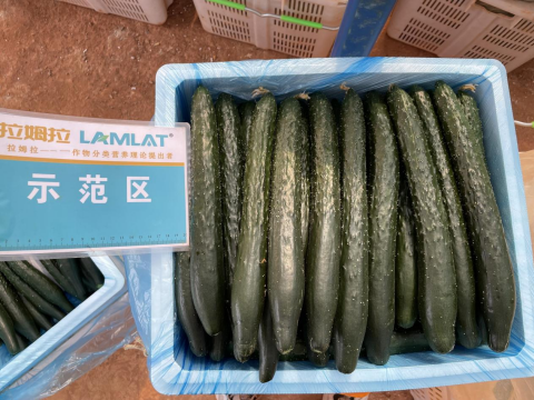 黃瓜種植,拉姆拉滴灌級特種肥,水溶肥