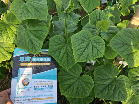 黃瓜種植,拉姆拉滴灌級特種肥,水溶肥