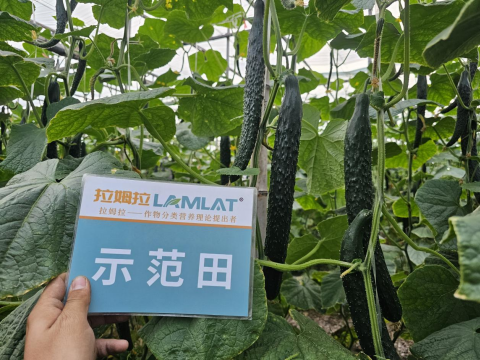 黃瓜種植,拉姆拉滴灌級特種肥,水溶肥