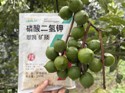 堅(jiān)果種植,拉姆拉滴灌級(jí)特種肥,水溶肥