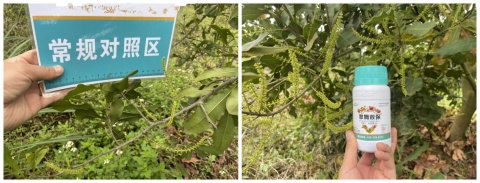 堅(jiān)果種植,拉姆拉滴灌級(jí)特種肥,水溶肥