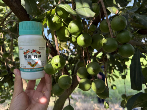 堅(jiān)果種植,拉姆拉滴灌級(jí)特種肥,水溶肥