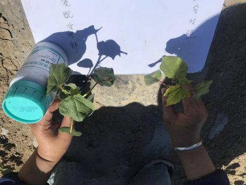 棉花施肥,拉姆拉安碧解,藥害