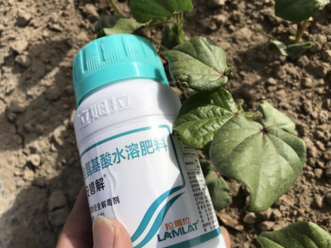 棉花施肥,拉姆拉安碧解,藥害