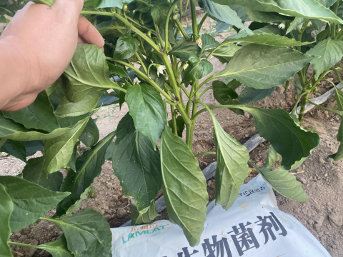 辣椒種植,水溶肥,拉姆拉滴灌級特種肥