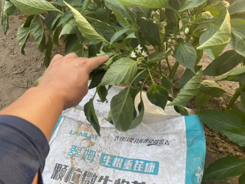 辣椒種植,水溶肥,拉姆拉滴灌級特種肥