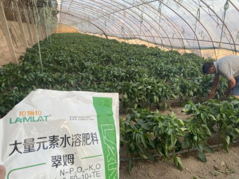 辣椒種植,水溶肥,拉姆拉滴灌級特種肥
