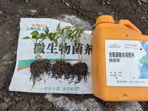 辣椒施肥,拉姆拉滴灌級(jí)特種肥,水溶肥
