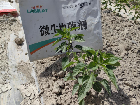辣椒施肥,拉姆拉滴灌級(jí)特種肥,水溶肥