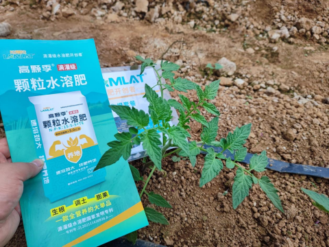 微生物菌劑,拉姆拉高顆季,水溶肥