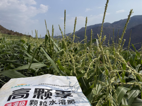 拇指玉米種植,拉姆拉高顆季,顆粒水溶肥