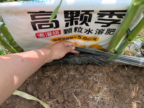 拇指玉米種植,拉姆拉高顆季,顆粒水溶肥